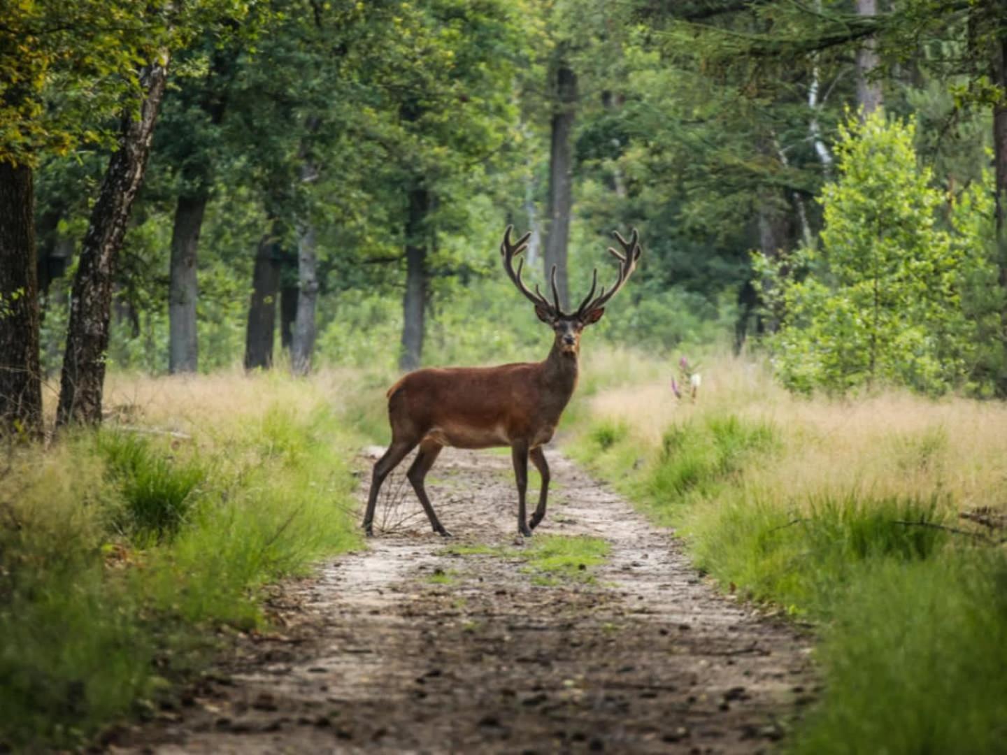 Vakantiehuis Op Rustig Bospark Veluwe Voorthuizen Luaran gambar