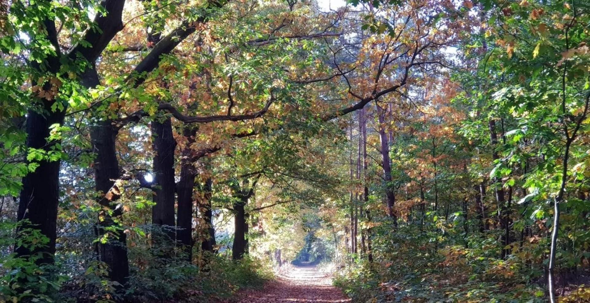 Vakantiehuis Op Rustig Bospark Veluwe Voorthuizen Luaran gambar